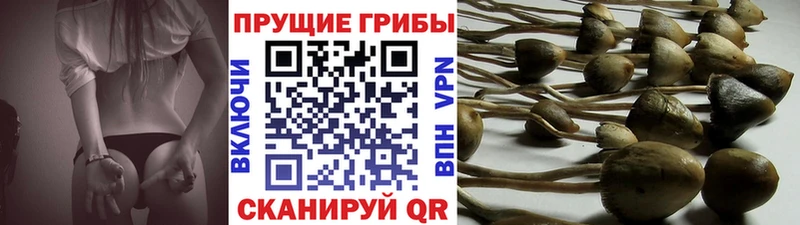 мега tor  Красавино  Галлюциногенные грибы GOLDEN TEACHER 